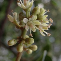 Zanthoxylum asiaticum (L.) Appelhans, Groppo & J.Wen